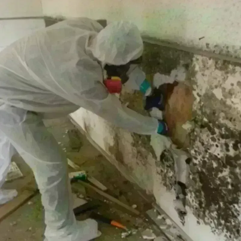 Mold Remediation and Removal in Ocean County, NJ